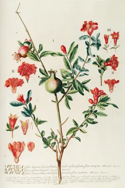 Punica