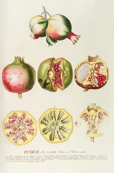Punicae