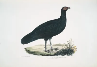 Puple Pheasant Phasianus Purpureus