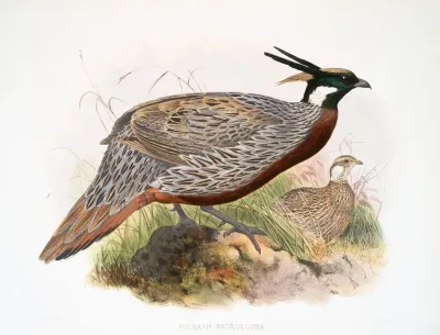 Purcasia Macrolopha 2