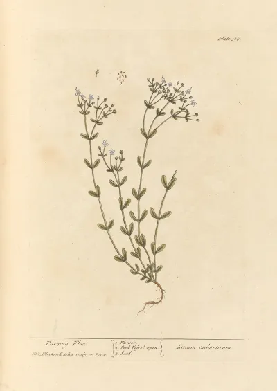Purging Flax