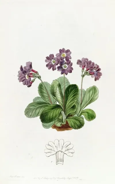 Purple Auricula