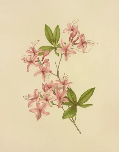 Purple Azalea