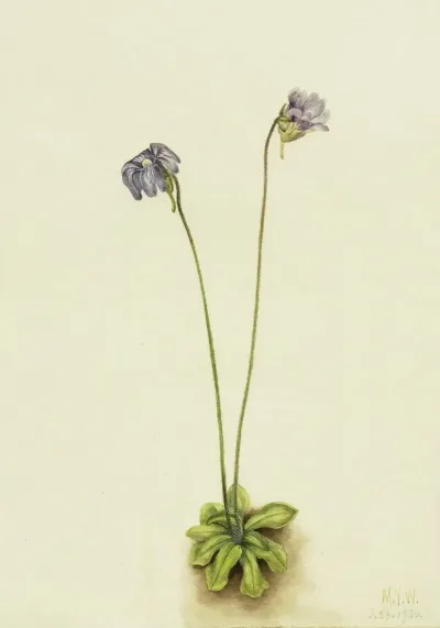 Purple Butterwort Pinguicula Elatior 2