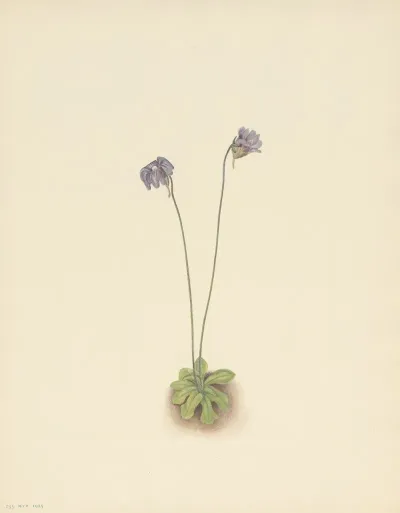 Purple Butterwort Pinguicula Elatior 3