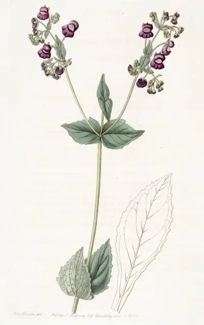 Purple Calceolaria