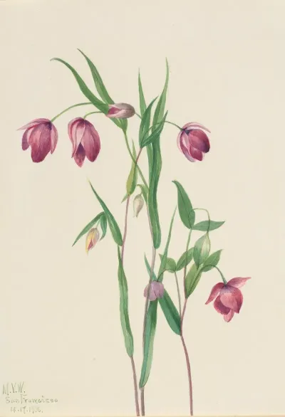 Purple Fairy Lantern Calochortus Anoenum