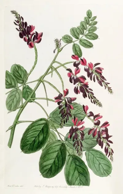 Purple Flowered Indigo Plant