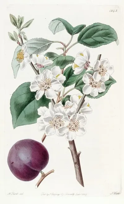 Purple Fruited Apricot