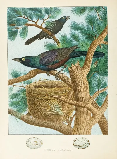 Purple Grackle