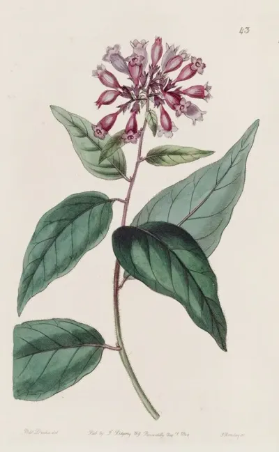 Purple Habrothamnus