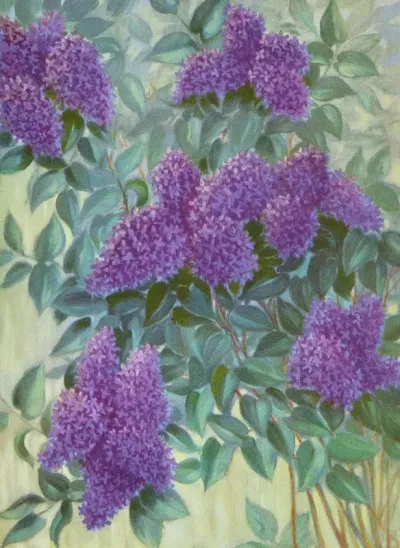 Purple Lilac