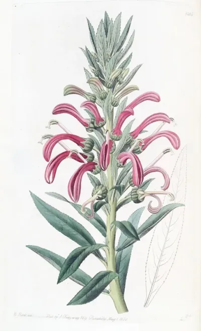 Purple Lobelia