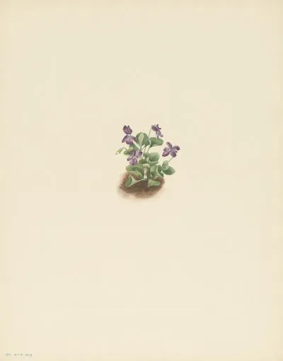 Purple Mountain Violet Viola Adunca 3