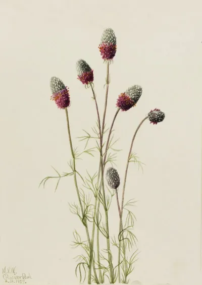 Purple Prairieclover Petalostemon Purpureum 2