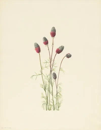 Purple Prairieclover Petalostemon Purpureum 3
