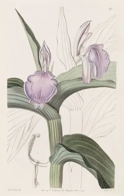 Purple Roscoea