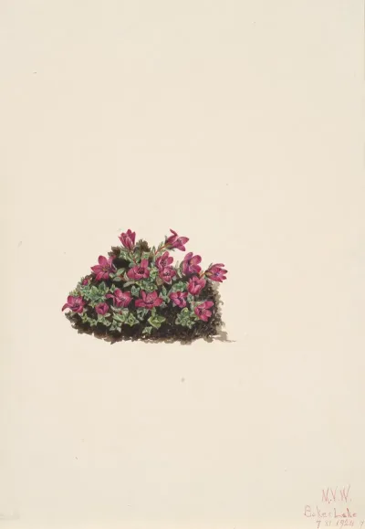 Purple Saxifrage Saxifraga Oppositifolia 2