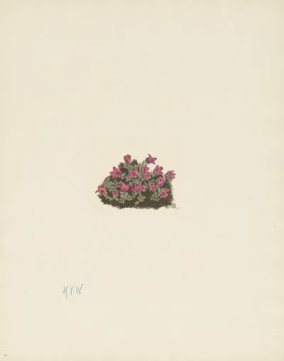 Purple Saxifrage Saxifraga Oppositifolia 3
