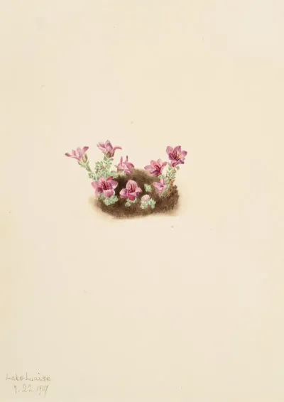 Purple Saxifrage Saxifrage Oppositifolia