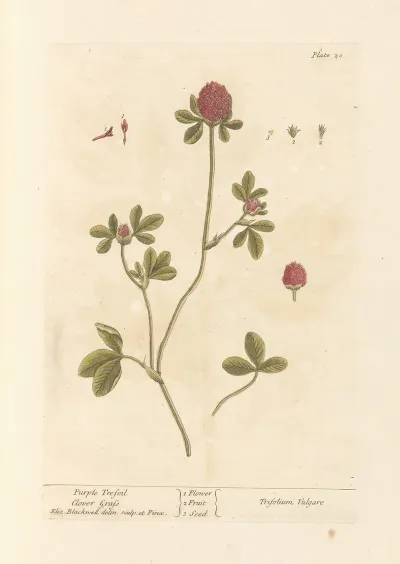 Purple Trefoil