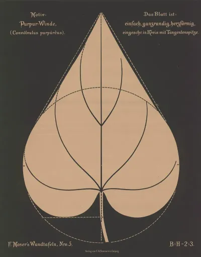 Purpur Winde Convolvulus Purpureus