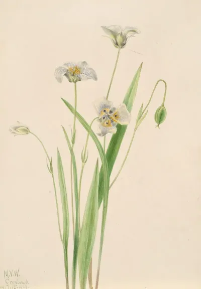 Pussy Ears Calochortus Elegans 2