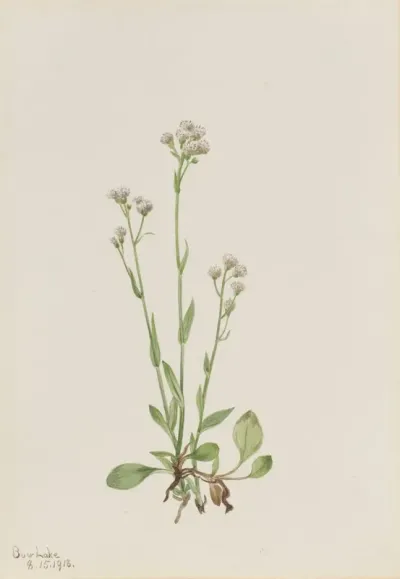 Pussy Toes Antennaria Racemosa