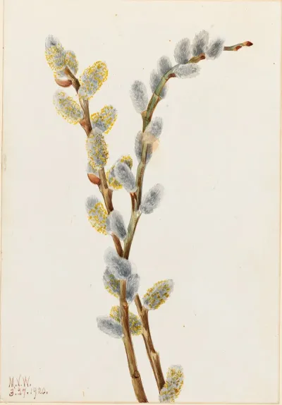 Pussy Willow Salix Discolor 2