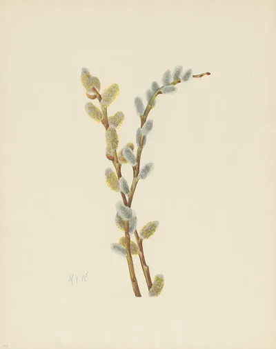 Pussy Willow Salix Discolor 3