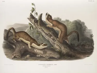Putorius Frenata Bridled Weasel Males Natural Size
