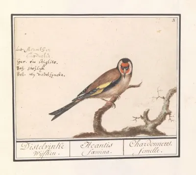Putter Of Distelvink Carduelis Carduelis 2