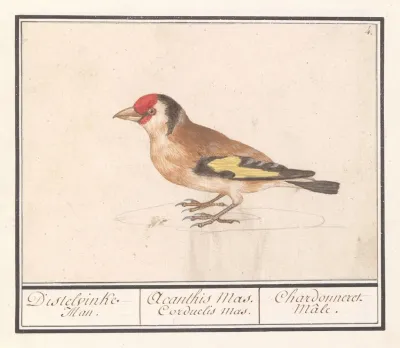 Putter Of Distelvink Carduelis Carduelis