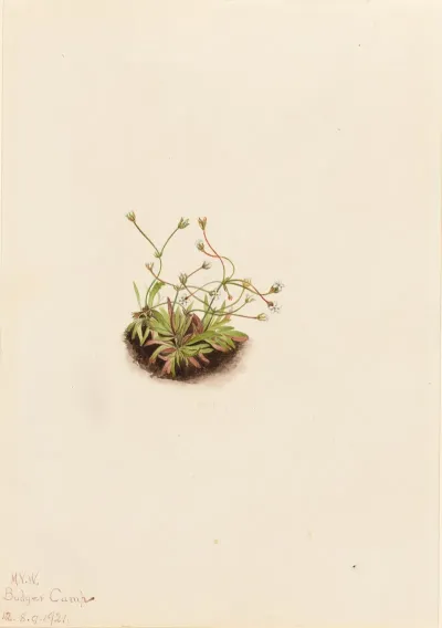 Pygmy Androsace Androsace Subumbellata 2