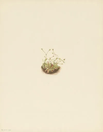 Pygmy Androsace Androsace Subumbellata 3