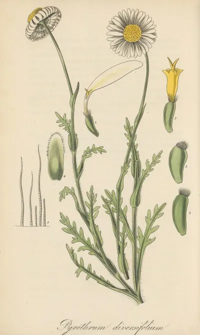 Pyrethrum Diversifolium