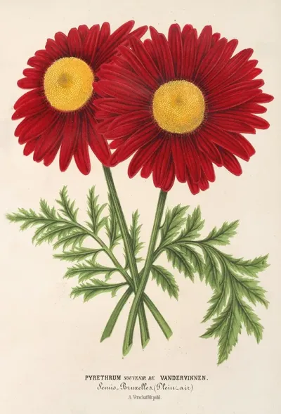 Pyrethrum Souvenir De Vandervinnen