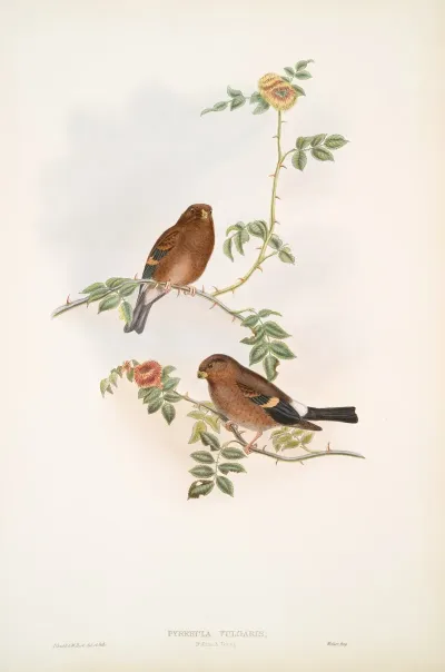 Pyrrhula Vulgaris Bullfinch Young