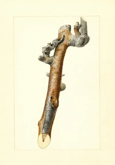 Pyrus Communis 2