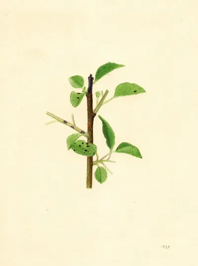 Pyrus Communis 5