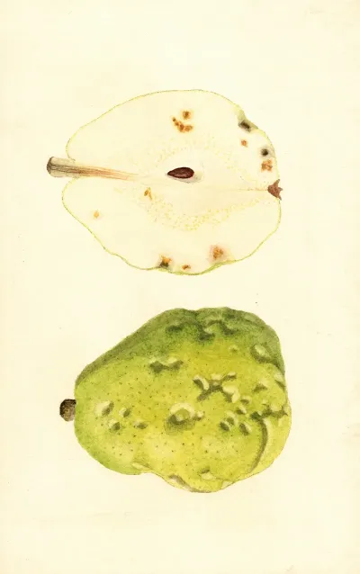 Pyrus Communis Anjou 2