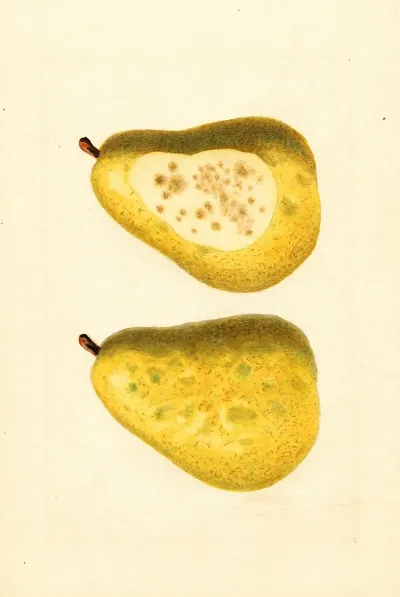 Pyrus Communis Anjou
