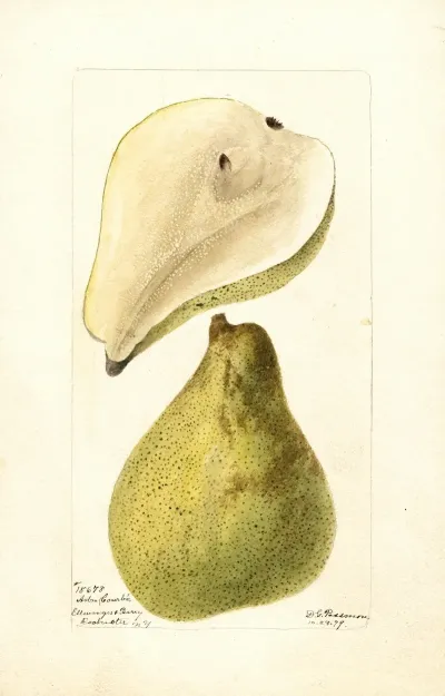 Pyrus Communis Arbre Courbe