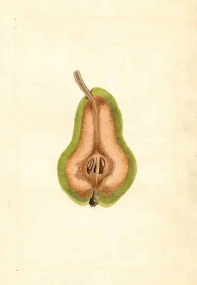 Pyrus Communis Bartlett 4