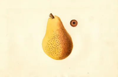Pyrus Communis Bartlett 5
