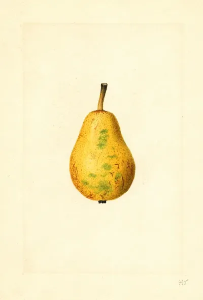 Pyrus Communis Bartlett 6