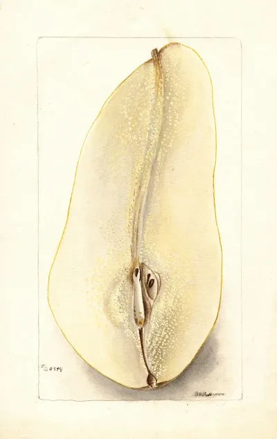 Pyrus Communis Belle Angevine
