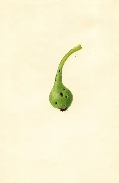 Pyrus Communis Bosc 2