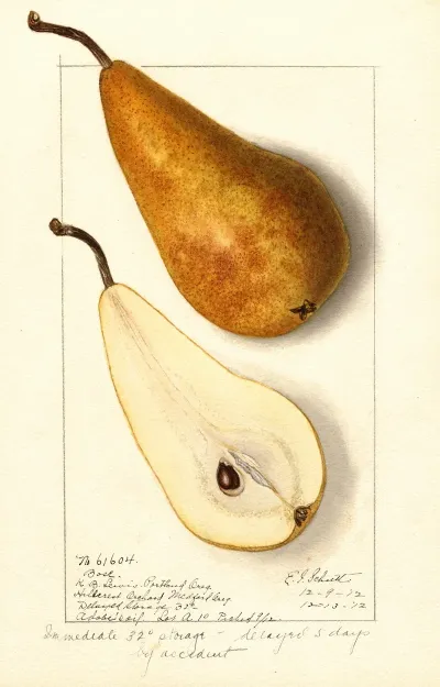 Pyrus Communis Bosc 5