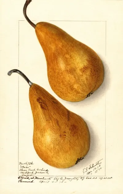 Pyrus Communis Bosc 7